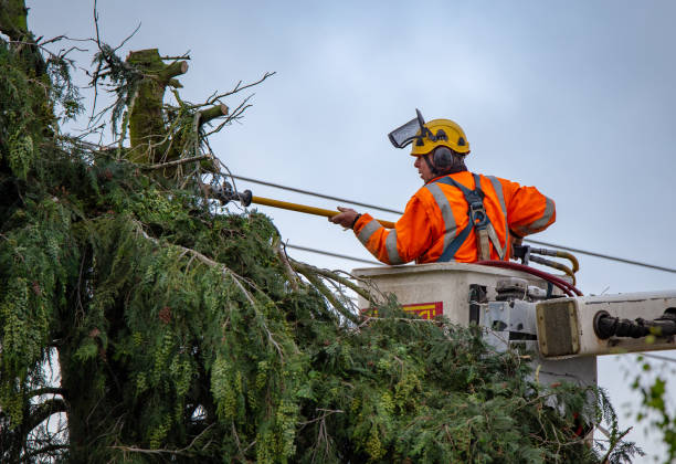 Mound Bayou, MS Tree Services Company