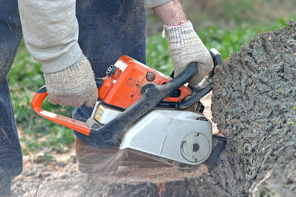 Best Arborist Consultation Services  in Mound Bayou, MS