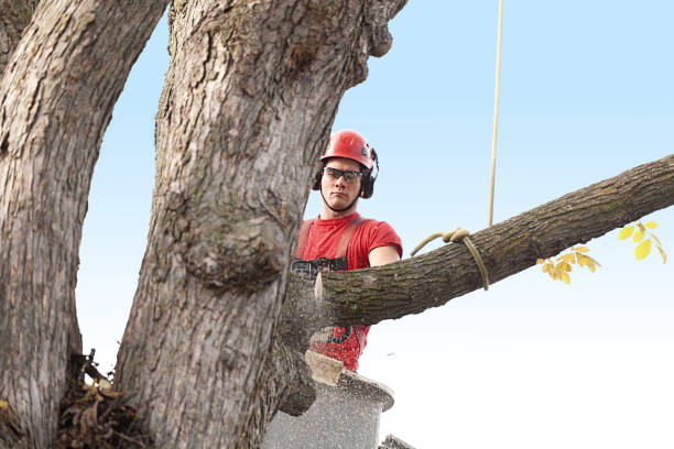 How Our Tree Care Process Works  in  Mound Bayou, MS