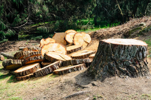  Mound Bayou, MS Tree Services Pros